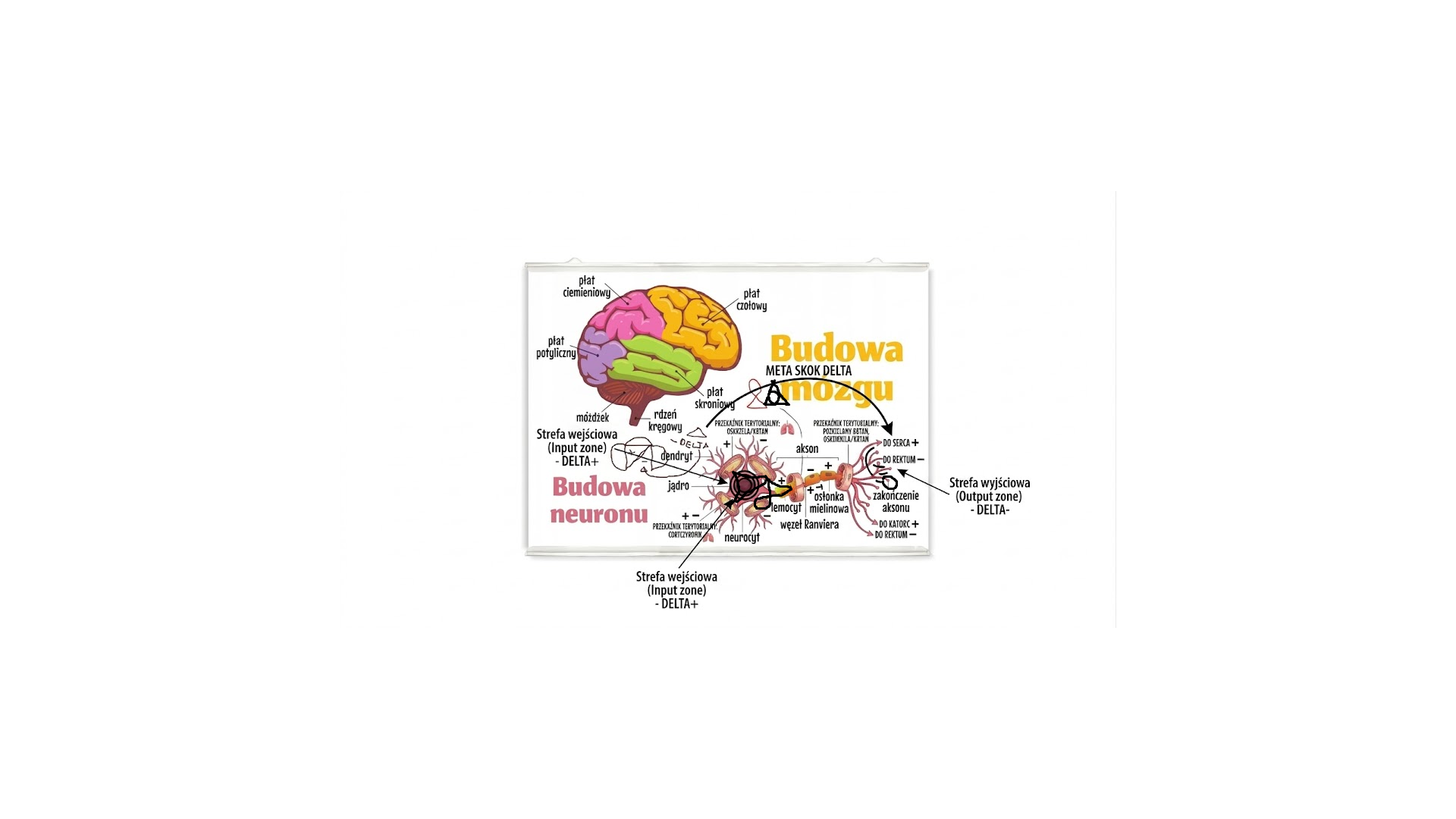 Budowa Mozgu i Neuronu - DELTA0